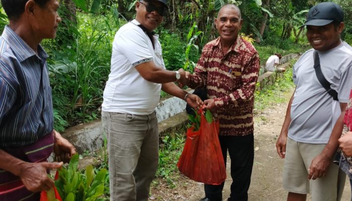 Anggota DPRD Lembata Vigis Koban Bantu 1000 Anakan Mente di Desa Bakalerek, ini Kata Kepala Desa Urbanus