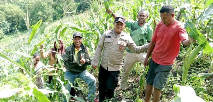 Polsek Pantar dan PPL Dinas Pertanian  Dukung Petani Sukseskan Program Asta Cita Presiden RI