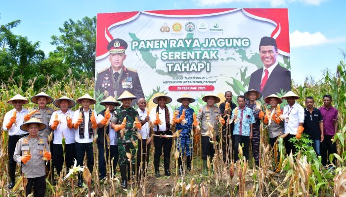 Polda NTT Panen Jagung Serentak Tahap I, Dukung Swasembada Pangan 2025