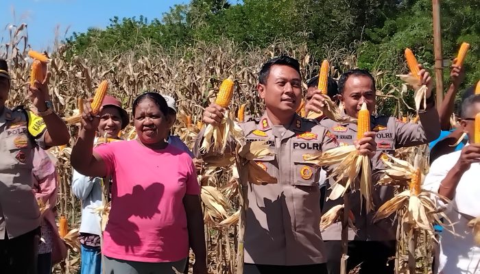 Kapolres Lembata Pimpin Panen Raya Jagung Serentak di Ile Ape